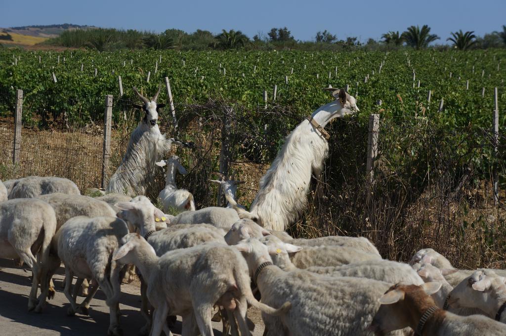 فيلا Baglio Pocoroba كالاتافيمي المظهر الخارجي الصورة